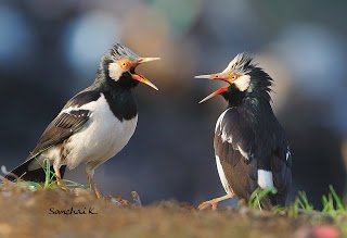 Jalak Suren - Asian Pied Starling (Gracupica contra) 3